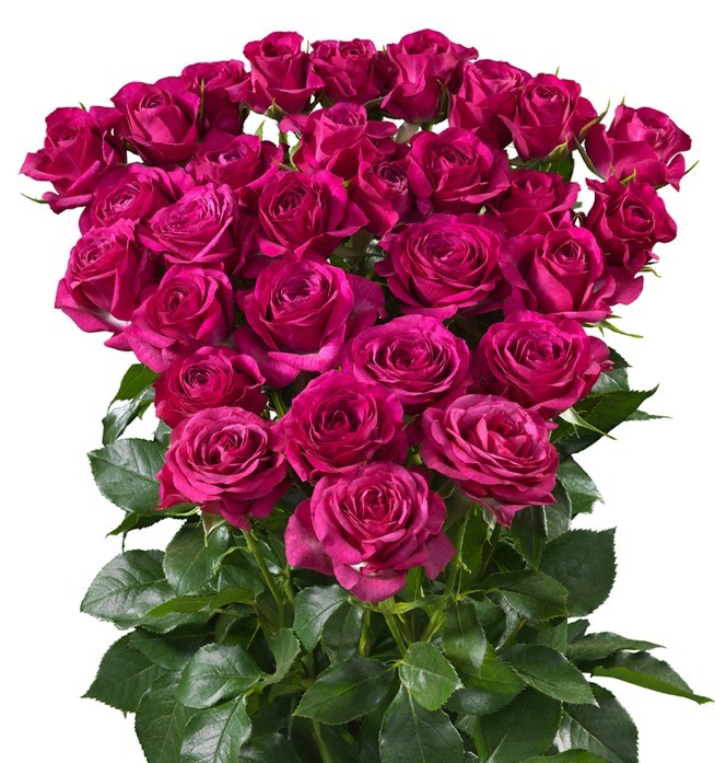 Spray roses Cheyenne dark-pink 50 A1 GOLDEN TULIP FARMS LTD Kenya buy wholesale on M-Flowers