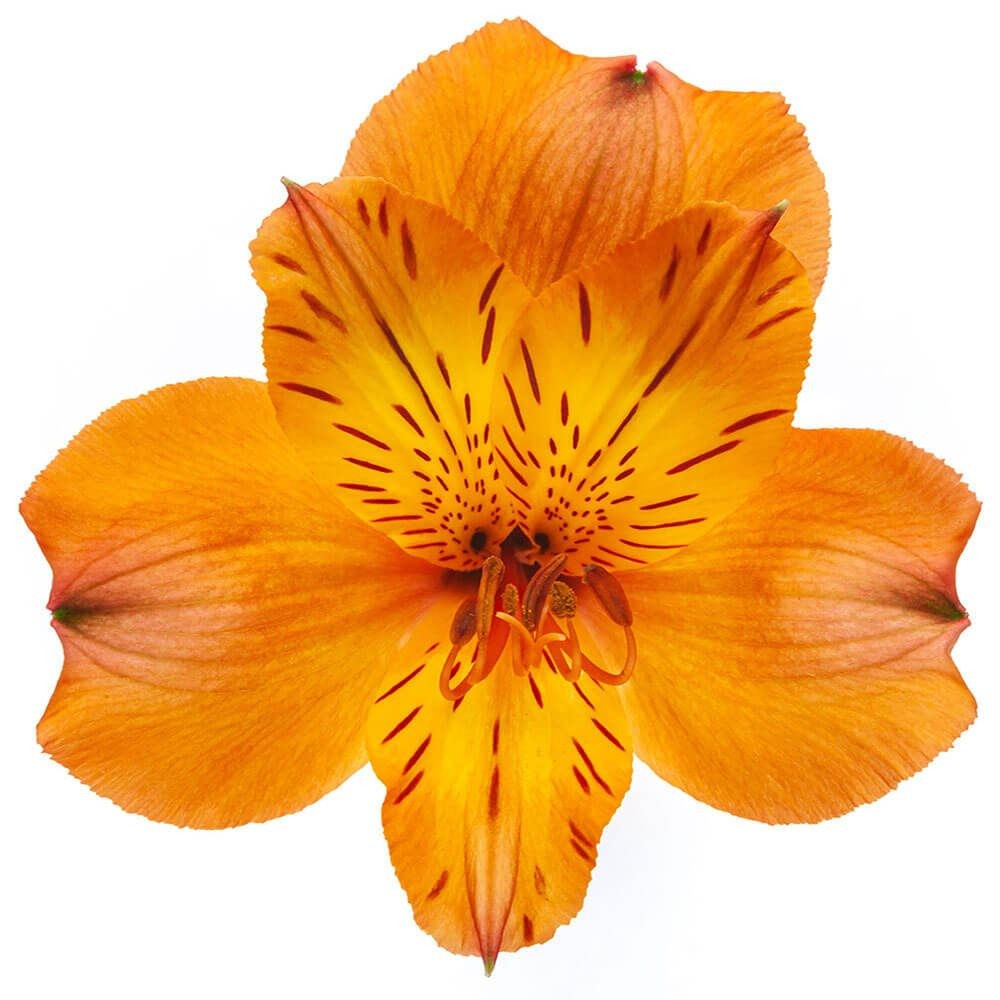 Alstroemeria Jaffa 60 A1 GOLDEN TULIP FARMS LTD KE buy wholesale on M-Flowers