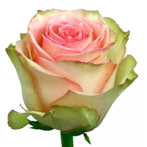 Rose Bella Rose 40 A1 SIAN ROSES KE buy wholesale on M-Flowers