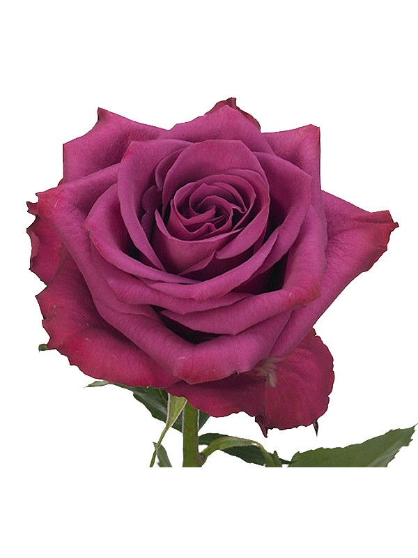 Rose Blueberry Purple purple 40 A1 GOLDEN TULIP FARMS LTD Kenya buy wholesale on M-Flowers