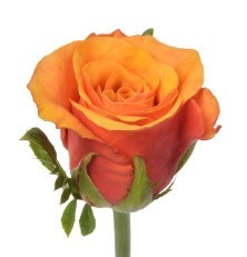 Rose Espana 40 A1 SIAN ROSES KE buy wholesale on M-Flowers