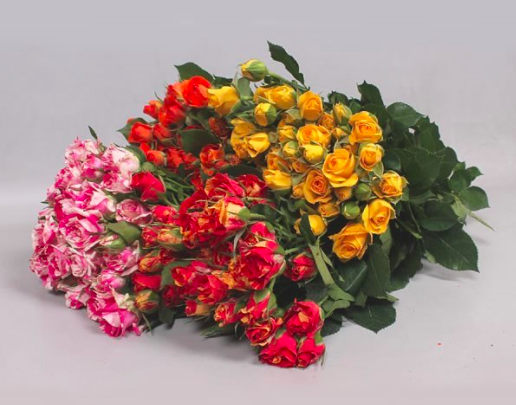Spray roses MIX 50 A1 Flower Village EC buy wholesale on M-Flowers