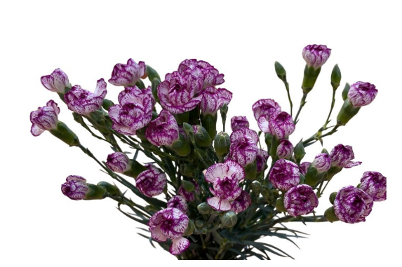 Spray Carnation Spectro 50 A1 GOLDEN TULIP FARMS LIMITED KE buy wholesale on M-Flowers