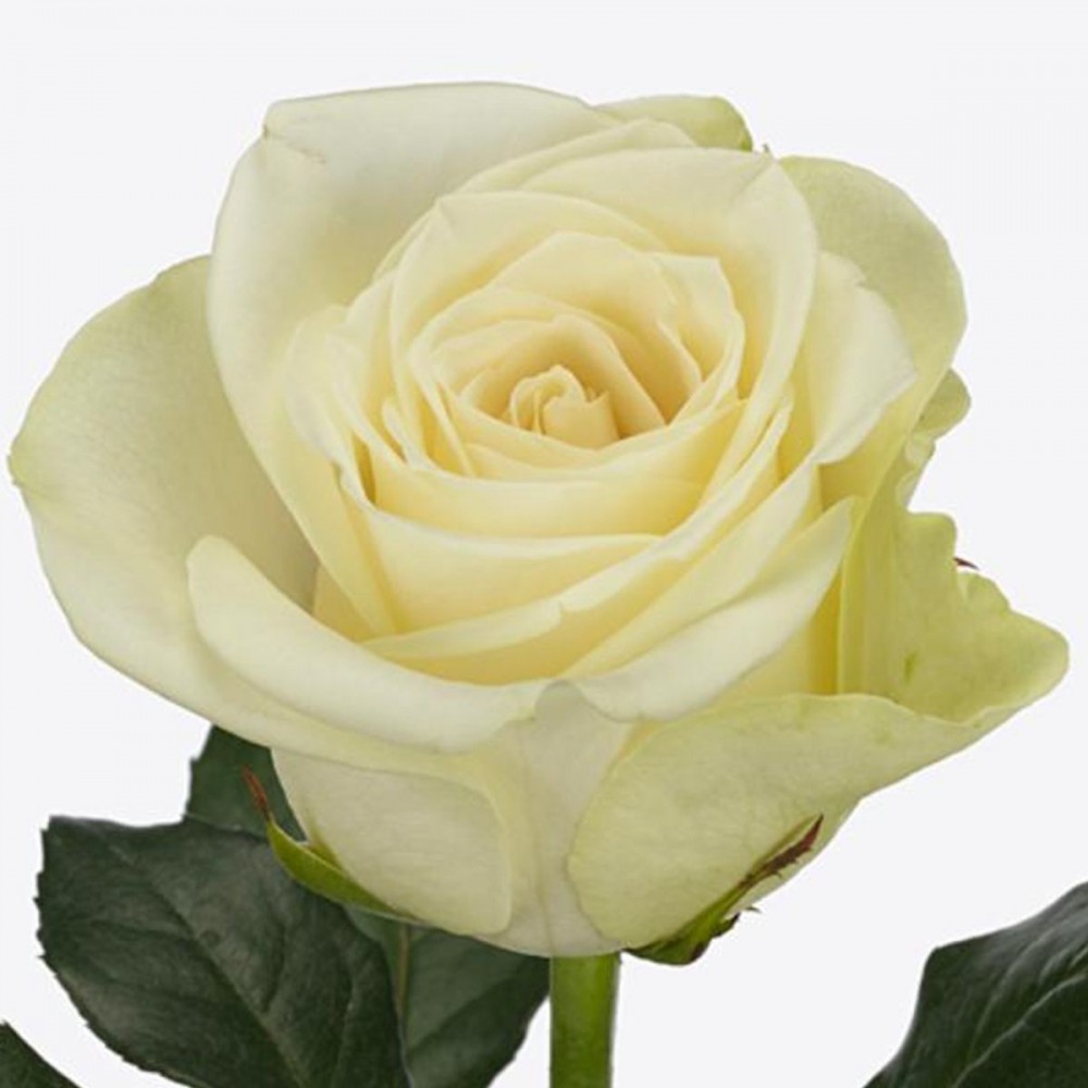 Rose Snow Storm 40 A1 SHALIMAR FLOWERS (KENYA) LTD KE buy wholesale on M-Flowers