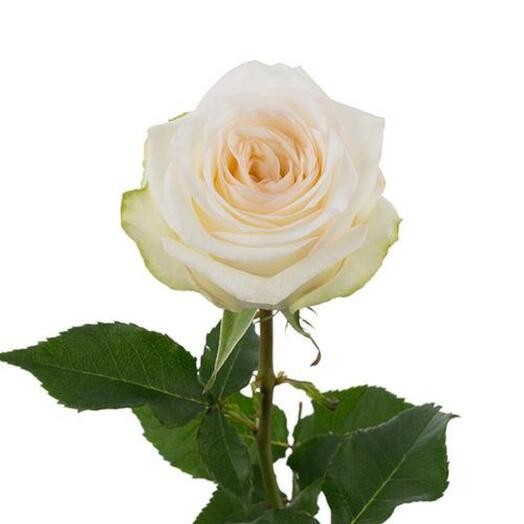 Rose Candlelight yellow 50 A1 Love and Faith Roses Ecuador buy wholesale on M-Flowers