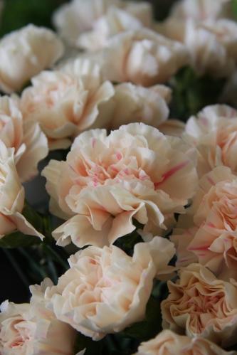 Carnation Apple Tea multicolor 60 A1  Colombia купить оптом на M-Flowers
