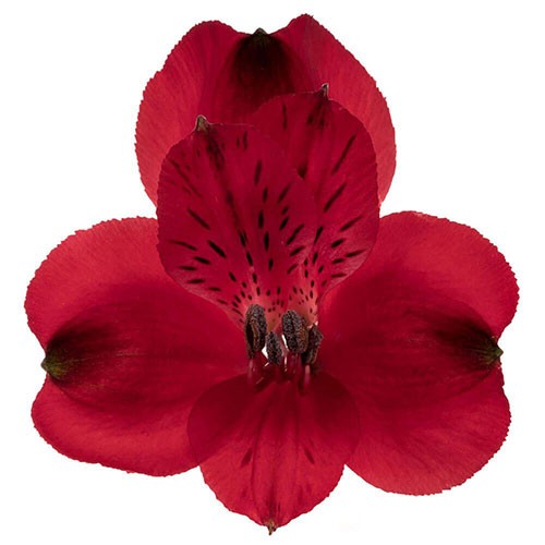 Alstroemeria Red 60 A1 Plazoleta CO buy wholesale on M-Flowers