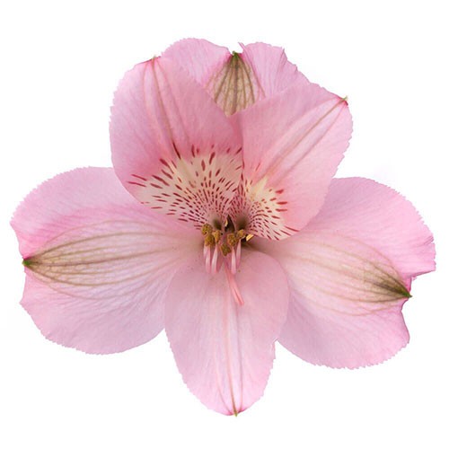 Alstroemeria Pink multicolor 70 A1 Plazoleta Colombia buy wholesale on M-Flowers