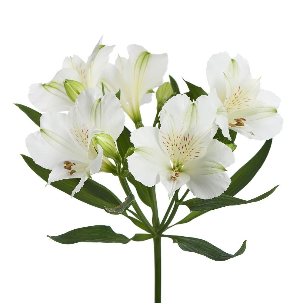 Alstroemeria Bianca white 60 A1 GOLDEN TULIP FARMS LTD Kenya buy wholesale on M-Flowers