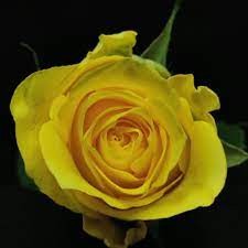 Rose Sundae 35 A1 PJ DAVE FLORA KE buy wholesale on M-Flowers