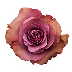 Rose GOVINDA 40 A1 Attar Roses EC buy wholesale on M-Flowers