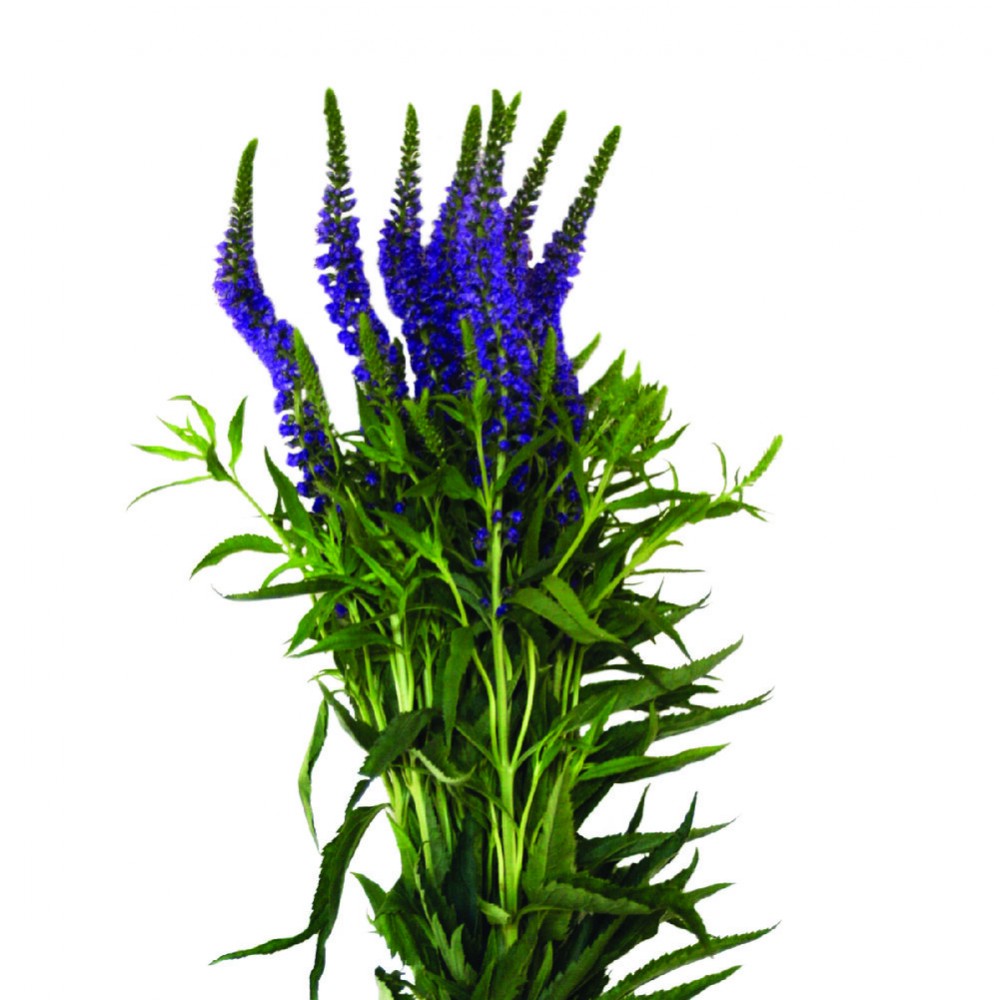 Veronica Purple 60 A1 Much Flowers EC buy wholesale on M-Flowers