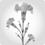 Carnation Mini-Spray Yellow 70 A1 KM FLOWERS EC buy wholesale on M-Flowers