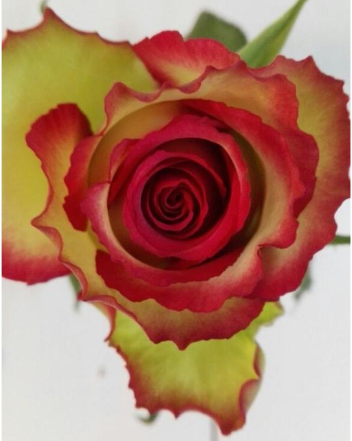 Rose Glow 40 A1 CREDIBLE BLOOMS LTD KE comprar al por mayor en M-Flowers