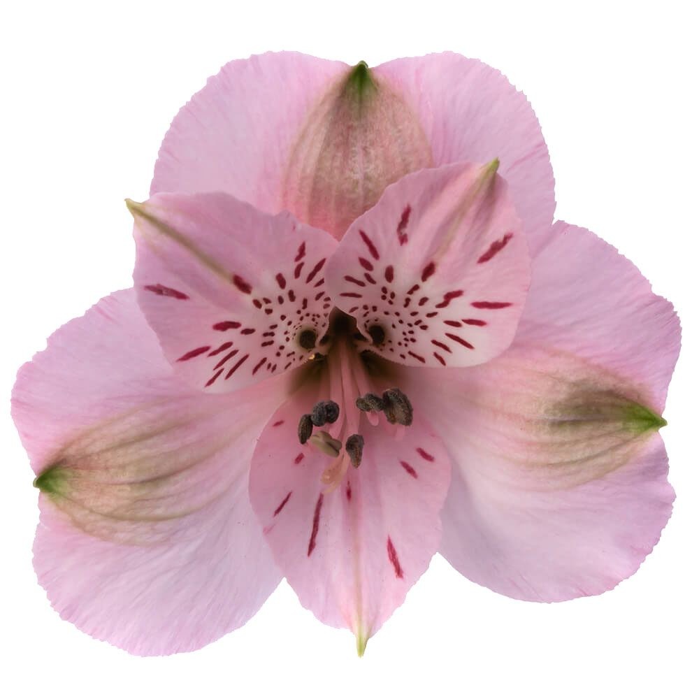Alstroemeria Seattle pink 60 A1 FLAMINGO HORTICULTURE KENYA LTD Kenya купить оптом на M-Flowers