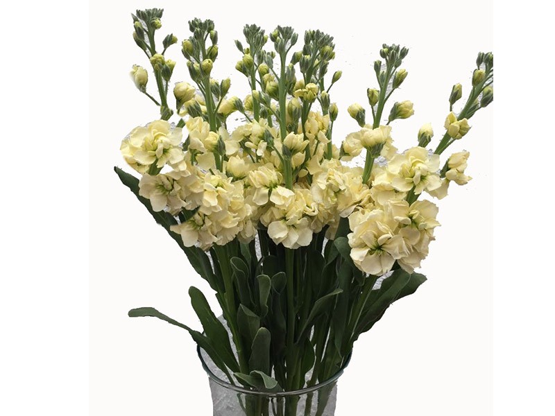 Mathiola Yellow 70 A1 Coexflor EC buy wholesale on M-Flowers