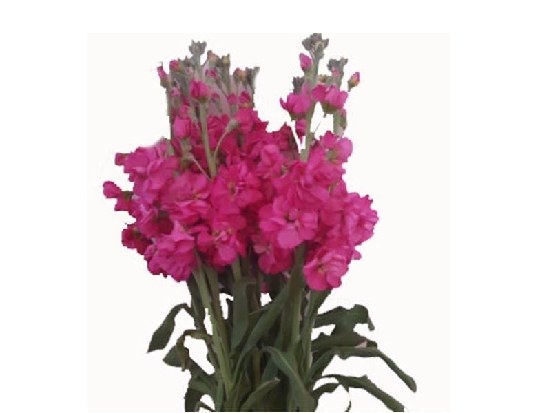 Mathiola Pink 70 A1 Multiflora CO купить оптом на M-Flowers