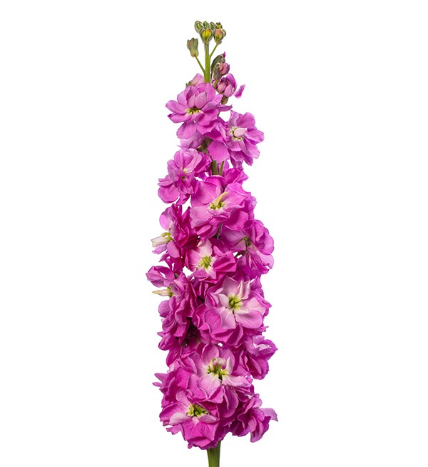 Mathiola Hot Pink 70 A1 Coexflor EC buy wholesale on M-Flowers