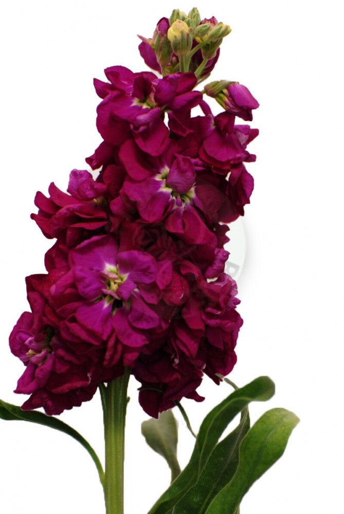 Mathiola Reddish Purple 70 A1 Fresh Exports EC buy wholesale on M-Flowers