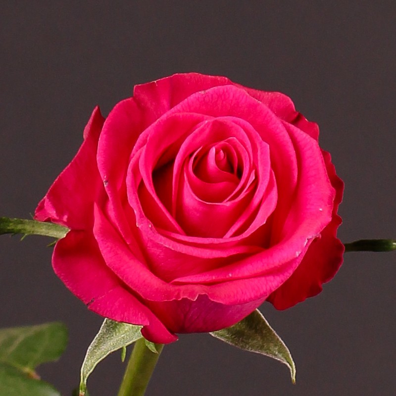 Rose Attitude 40 A1 FRESH EXCHANGE FZCO KE buy wholesale on M-Flowers