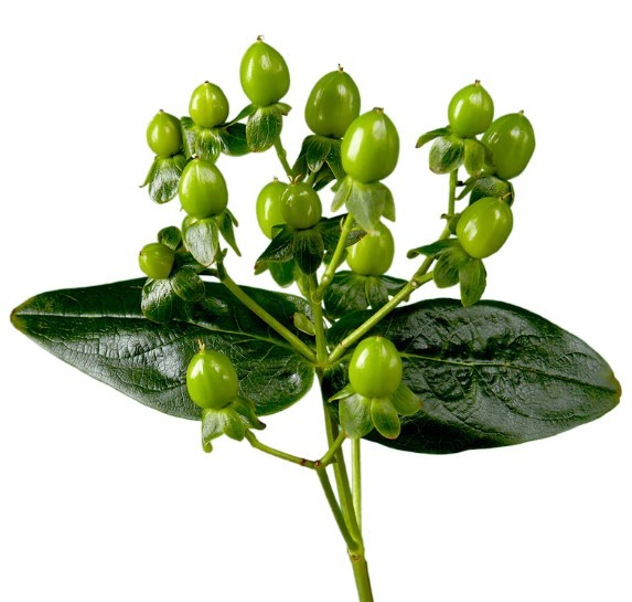 Hypericum Hypericum Green green 60 A1 Hypericum Hypericum Green 60 A1 Much Flowers EC buy wholesale on M-Flowers