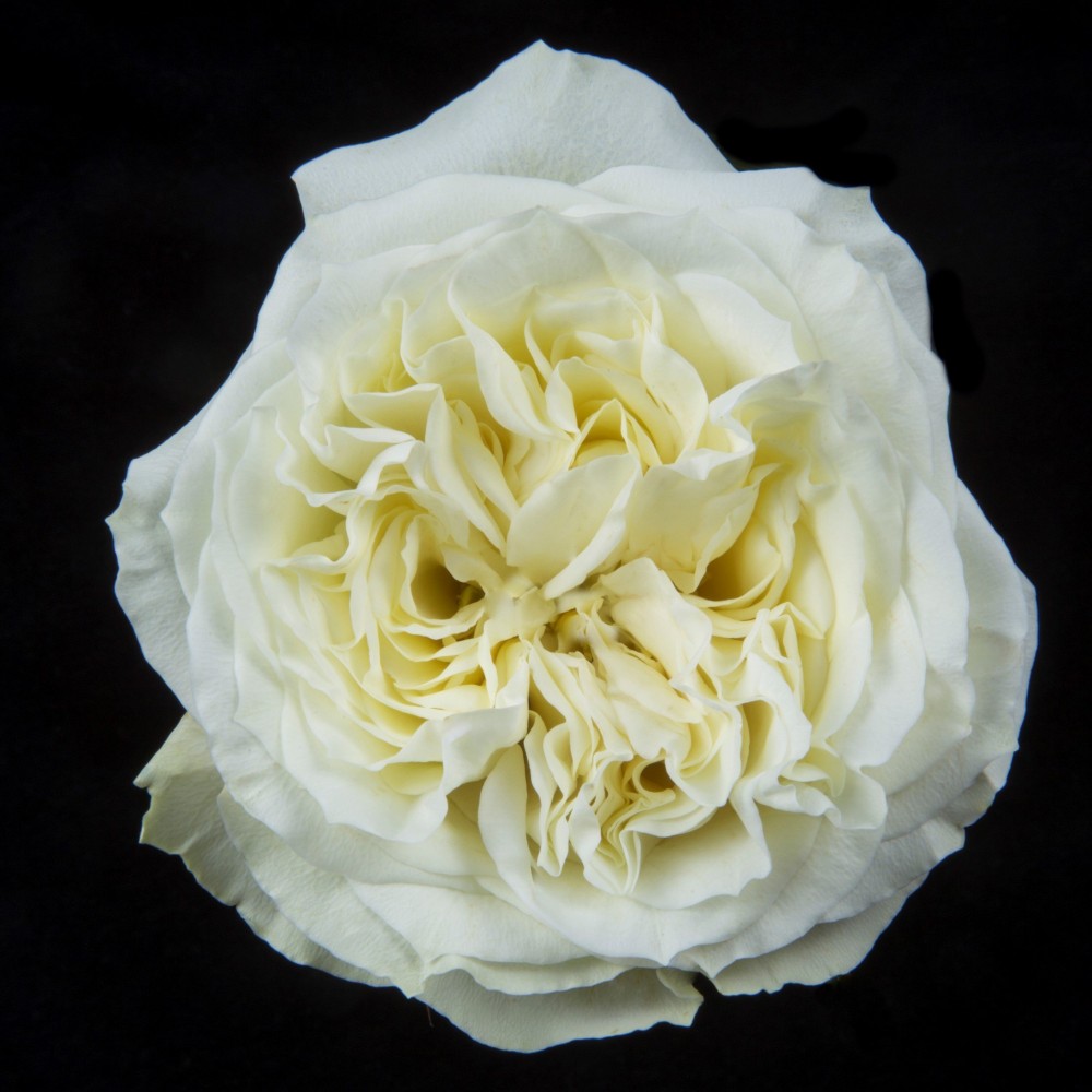 Rose Candlelight white 40 A1 Tierra Verde Ecuador comprar al por mayor en M-Flowers