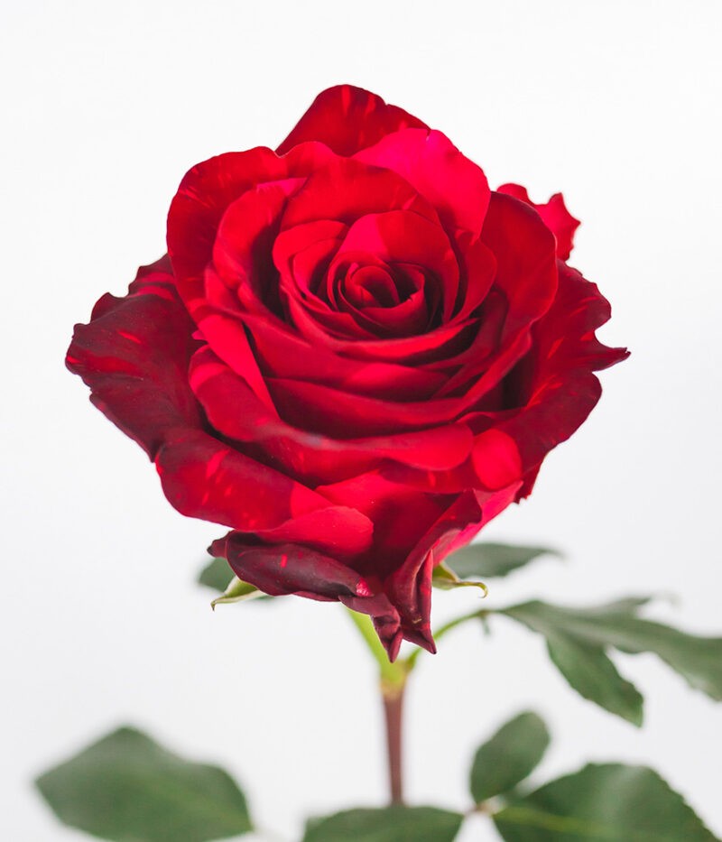 Rose Red panter red 70 A1 Charming Roses Ecuador купить оптом на M-Flowers