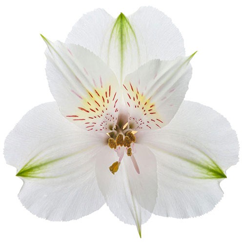 Alstroemeria white 70 A1 Multiflora CO comprar al por mayor en M-Flowers