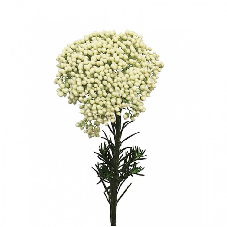 Ozothamnus white 70 A1 QUALIFERUS RU buy wholesale on M-Flowers