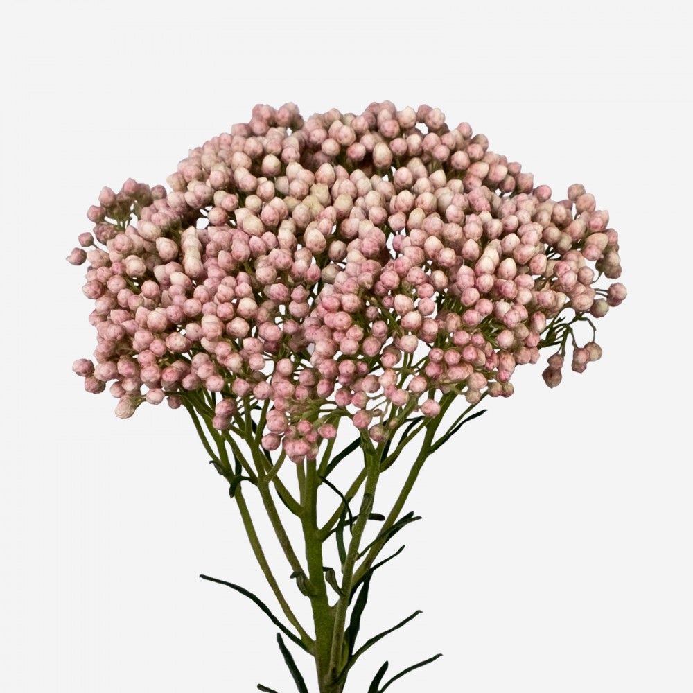 Ozothamnus pink 70 A1 Cantiza EC buy wholesale on M-Flowers