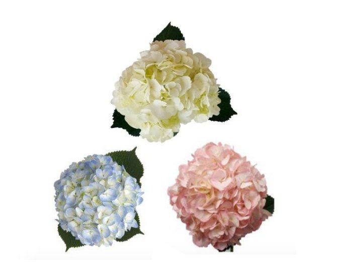 Hydrangea mix 70 A1 QUALIFERUS RU buy wholesale on M-Flowers