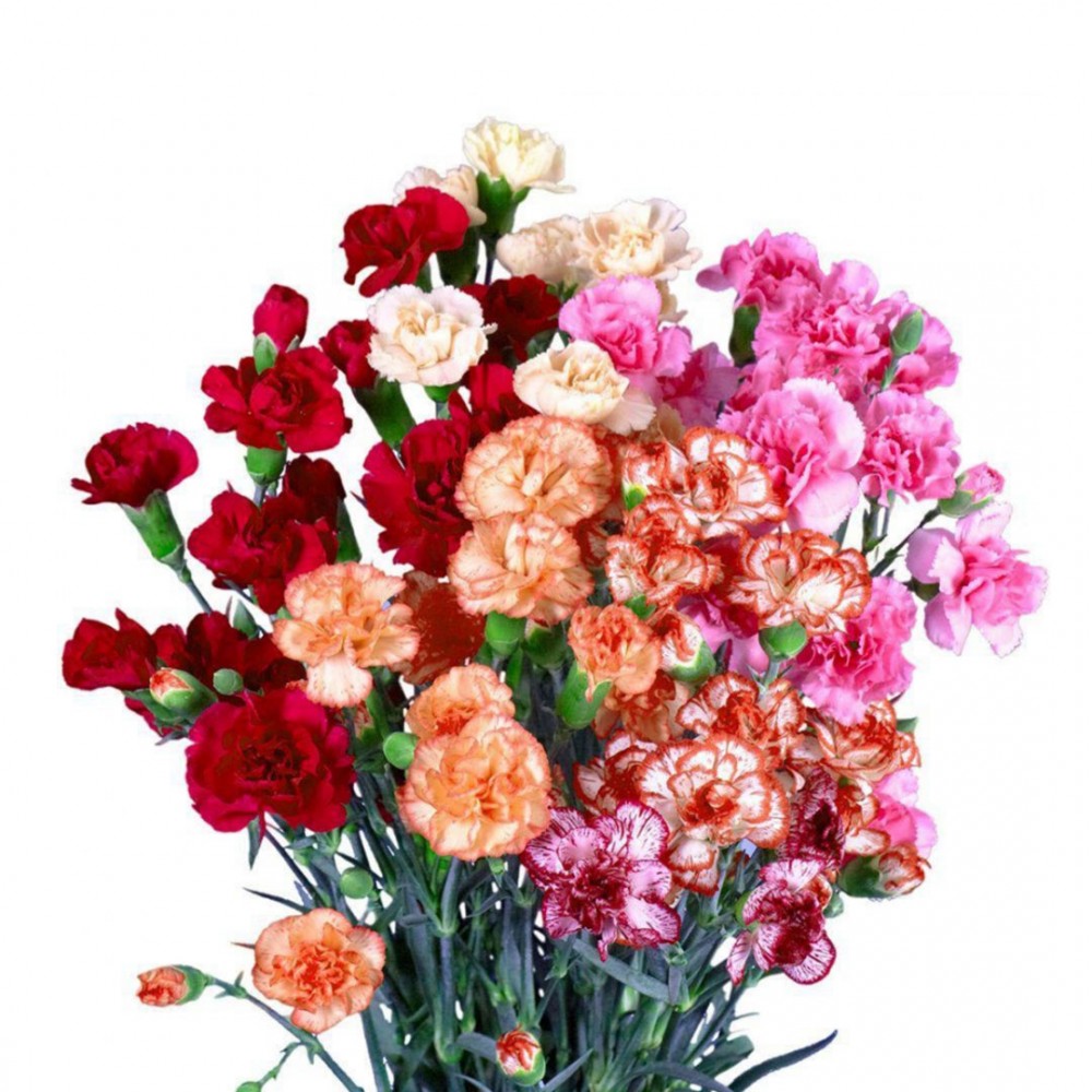 Mini Carnation Mix 70 A1 TIFLOWER EC buy wholesale on M-Flowers