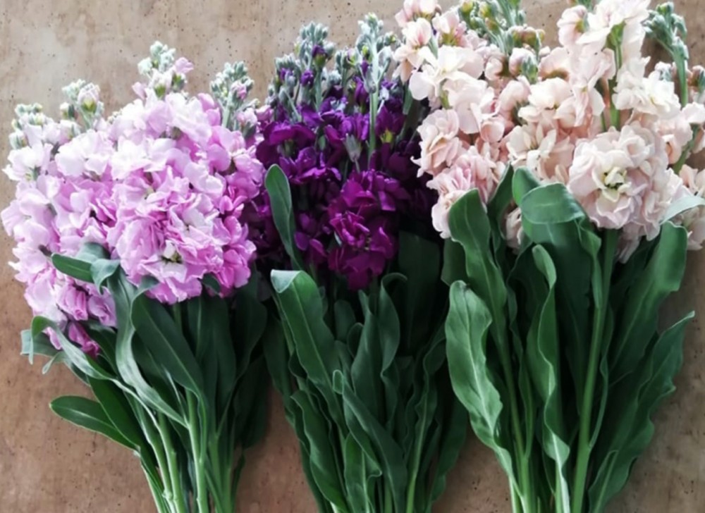Mathiola Mix Pastel multicolor 70 A1 Mathiola Mix Pastel 70 A1 HOPPE FLOWERS EC купить оптом на M-Flowers