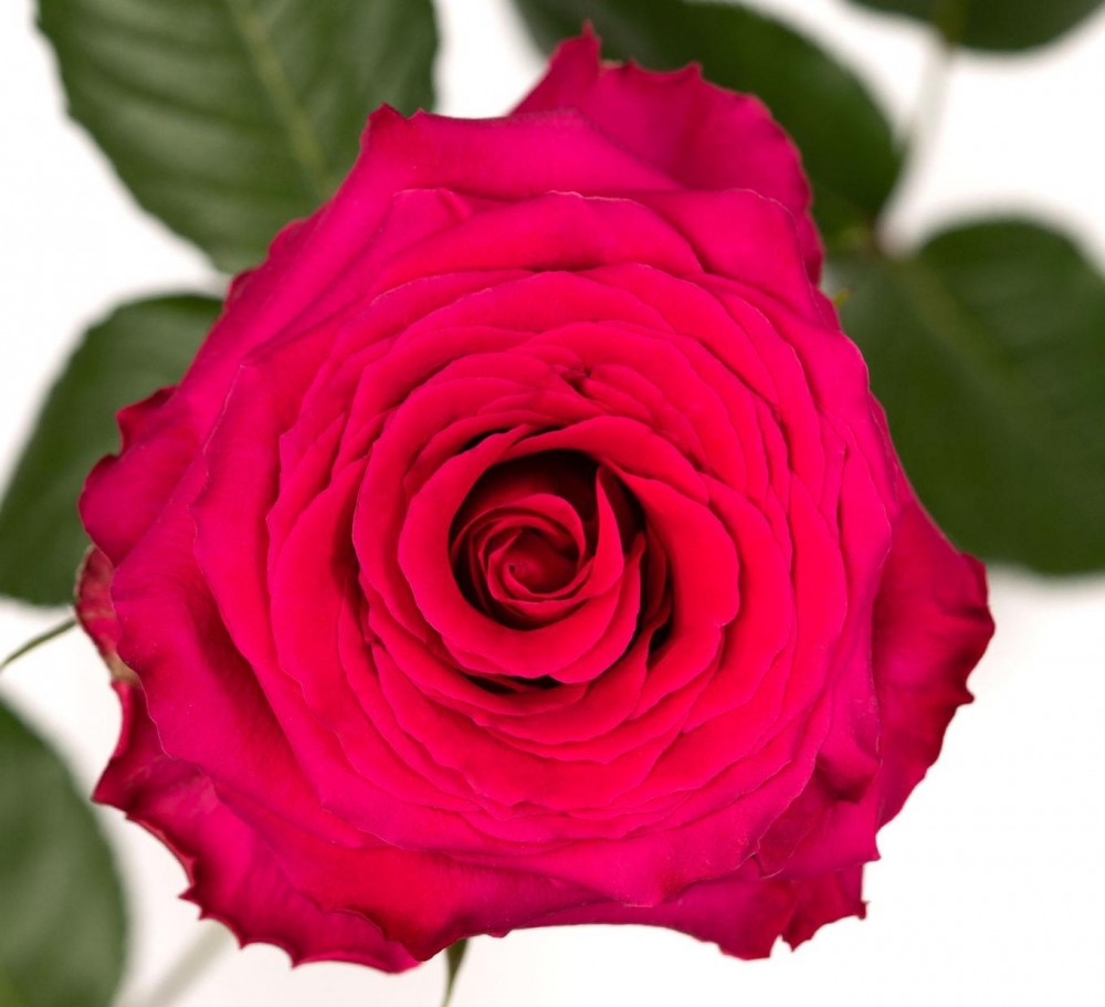 Rose Full Monty dark-pink 40 A1 Tierra Verde Ecuador buy wholesale on M-Flowers