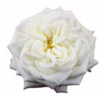 Garden Rose Alabaster white 40 A1 Alexandra Farms Colombia comprar al por mayor en M-Flowers