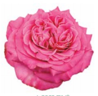 Garden Rose Ashley multicolor 40 A1 Alexandra Farms Colombia comprar al por mayor en M-Flowers