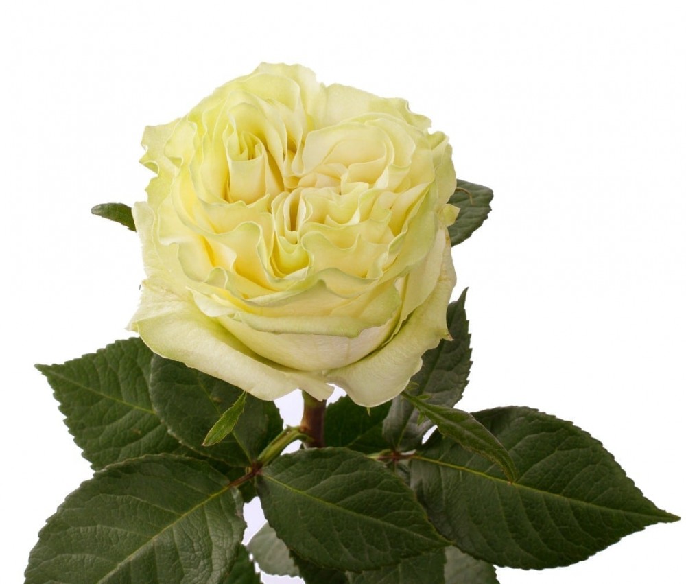 Rose Moonstone 50 A1 Terra Pacific EC buy wholesale on M-Flowers