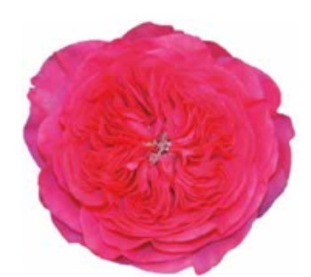 Garden Rose Baronesse 40 A1 Alexandra Farms CO comprar al por mayor en M-Flowers