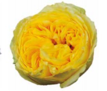 Garden Rose Catalina 40 A1 Alexandra Farms CO comprar al por mayor en M-Flowers