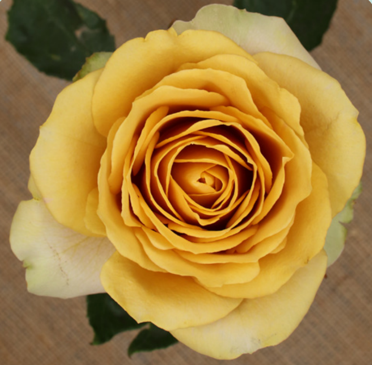 Garden Rose Golden Mustard 40 A1 Alexandra Farms CO comprar al por mayor en M-Flowers