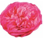 Garden Rose Mariatheresia pink 40 A1 Garden Rose Mariatheresia 40 A1 Alexandra Farms CO comprar al por mayor en M-Flowers