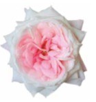 Garden Rose Mayra's Bridal Pink light-pink 40 A1 Garden Rose Mayra's Bridal Pink 40 A1 Alexandra Farms CO купить оптом на M-Flowers