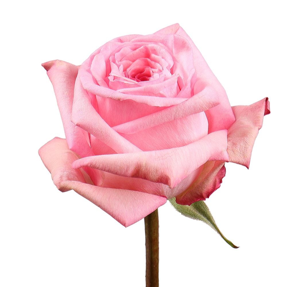 Garden Rose Pink Ohara light-pink 50 A1 Tambuzi Limited Kenya buy wholesale on M-Flowers