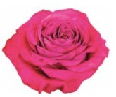 Garden Rose Precious moments 40 A1 Alexandra Farms CO comprar al por mayor en M-Flowers