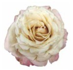 Garden Rose Sahara Sensation sand 40 A1 Garden Rose Sahara Sensation 40 A1 Alexandra Farms CO comprar al por mayor en M-Flowers