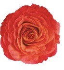 Garden Rose Sunset orange 40 A1 Garden Rose Sunset 40 A1 Alexandra Farms CO купить оптом на M-Flowers