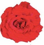 Garden Rose Wanted red 40 A1 Alexandra Farms Colombia comprar al por mayor en M-Flowers