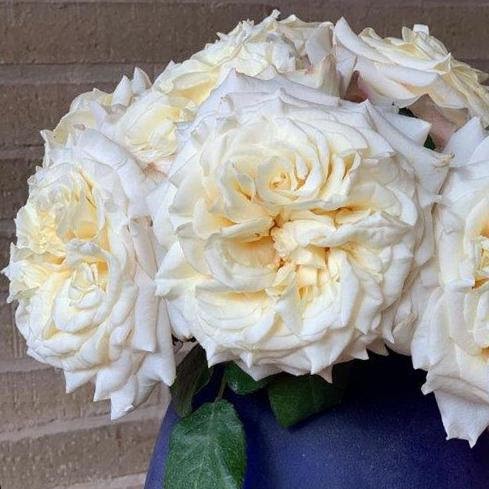 Garden Rose White Ashley cream 50 A1 Garden Rose White Ashley 50 A1 FLORES VERDES EC buy wholesale on M-Flowers