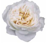 Garden Rose White cloud 40 A1 Alexandra Farms CO comprar al por mayor en M-Flowers