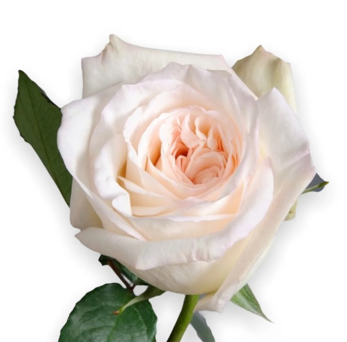 Garden Rose White O'hara 40 A1 Alexandra Farms CO comprar al por mayor en M-Flowers